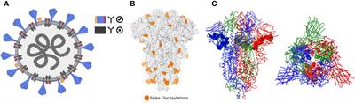 Brewpitopes: a pipeline to refine B-cell epitope predictions during public health emergencies